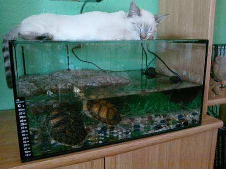 tortugas-orejas-amarillas-cuidados-alimentacion