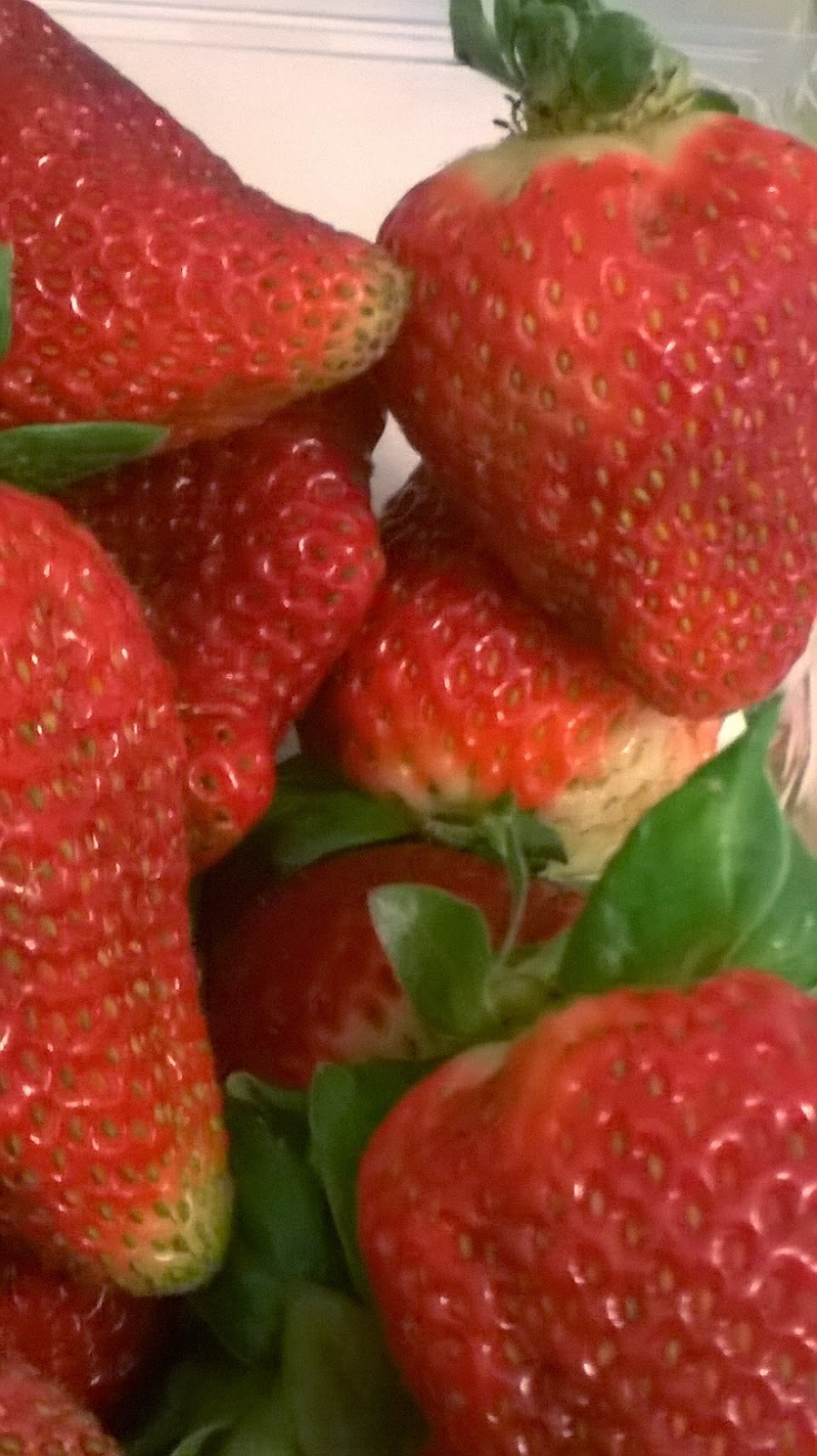 Sensitive Plant Lady Sensitive Strawberries