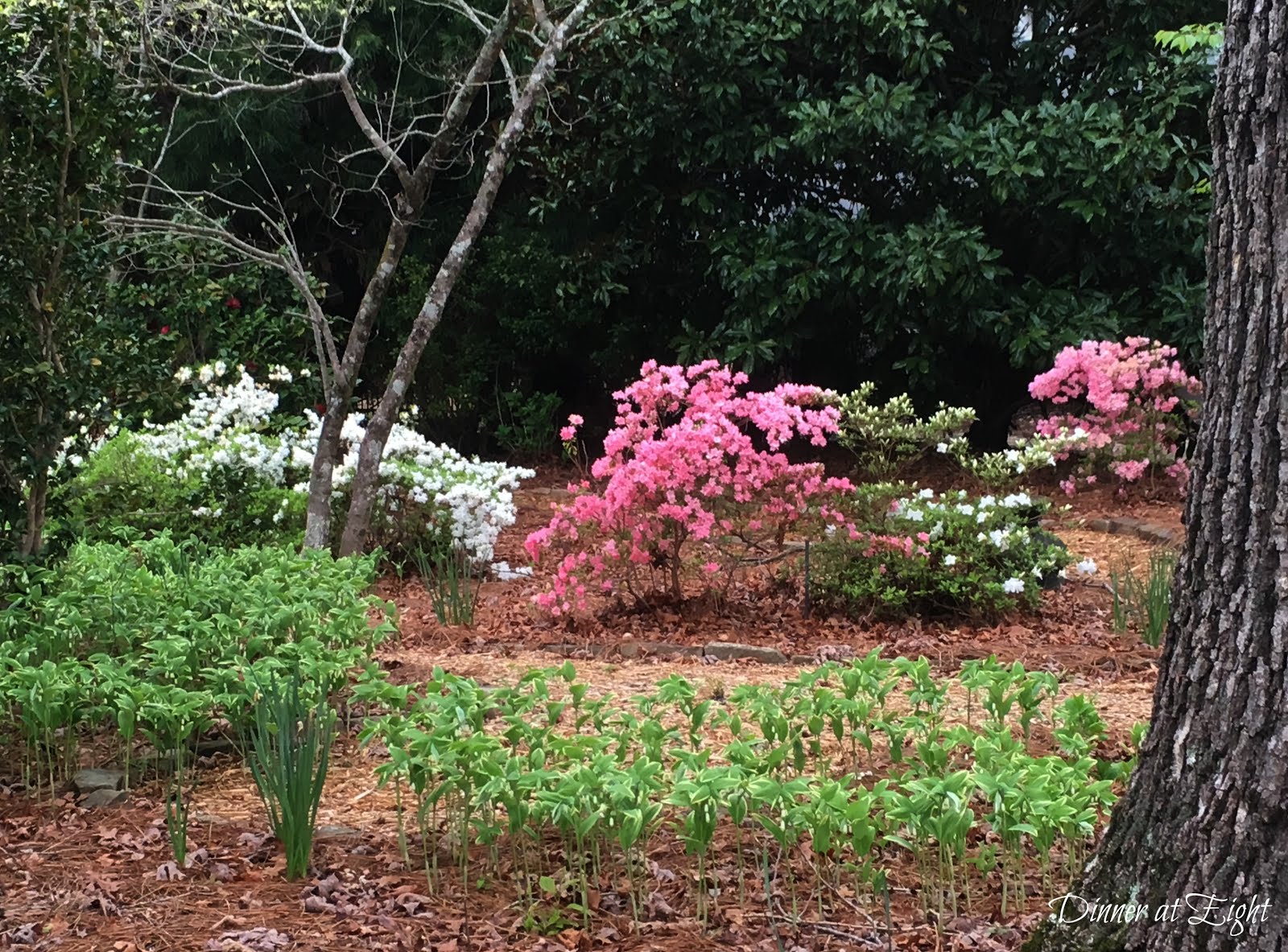 From The Garden Of Zen Asebi Pieris Japonica Flowers In Engaku Ji
