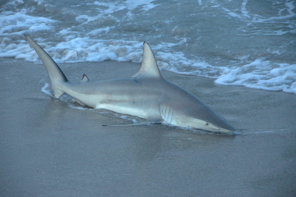 Poon's PhotoBlog: Wildlife in Bald Head Island