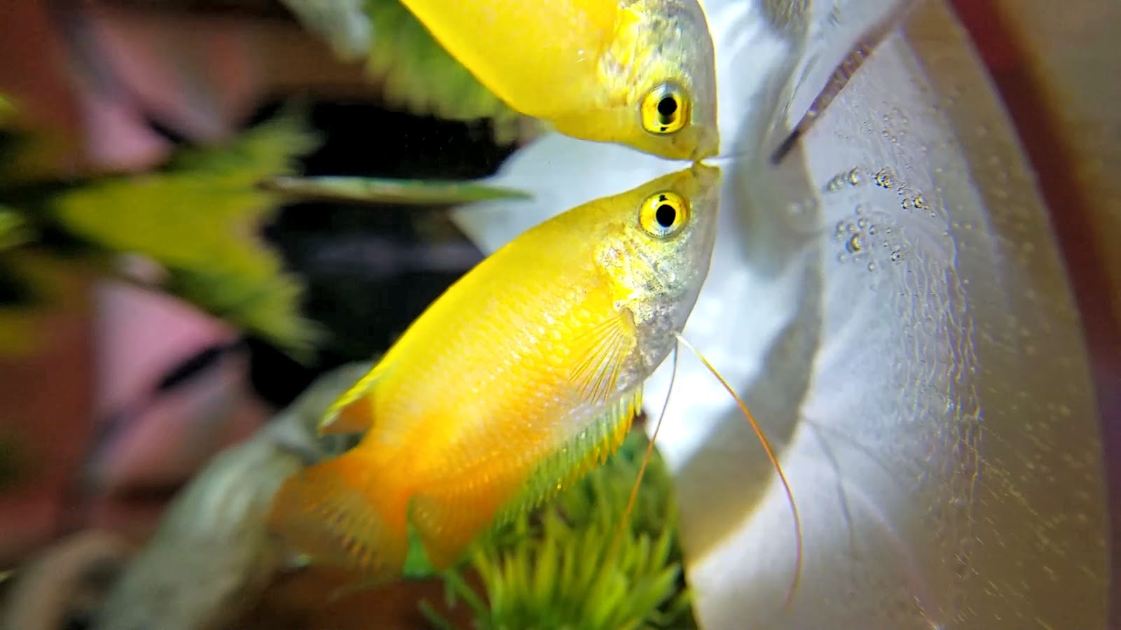 A GAMER'S WIFE Honey Gourami Care Guide Housing, Food, and Tank Mates!