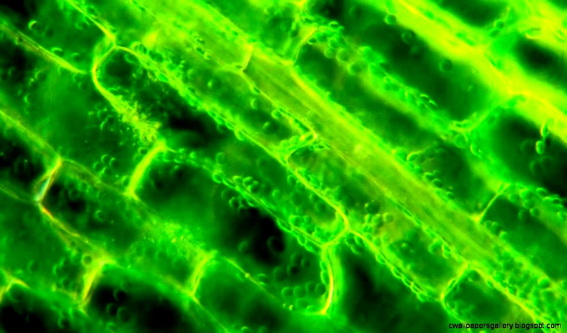 Real Plant Cell | Wallpapers Gallery