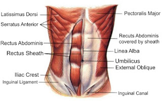 Otot sekitar perut dan dada