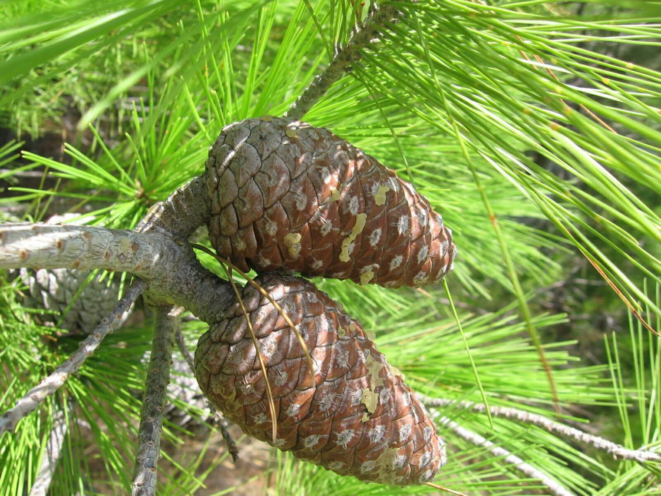 Хвойная 11. Сосна турецкая калабрийская. Pinus brutia. Сосна калабрийская шишки. Сосна калабрийская Pinus brutia.