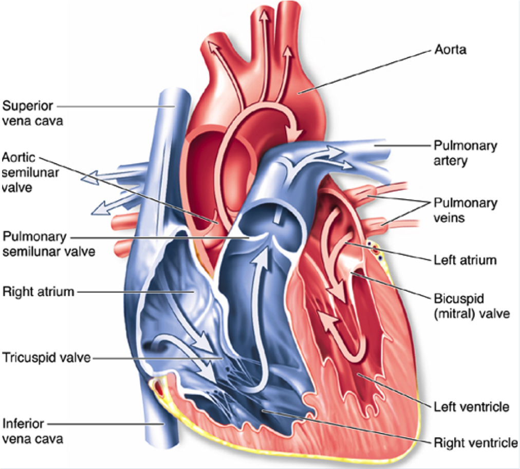 Срез сердца человека. Строение человеческого сердца схема. Внутреннее строение сердца анатомия. Схема внутреннего строения сердца. Сердце человека с обозначениями.