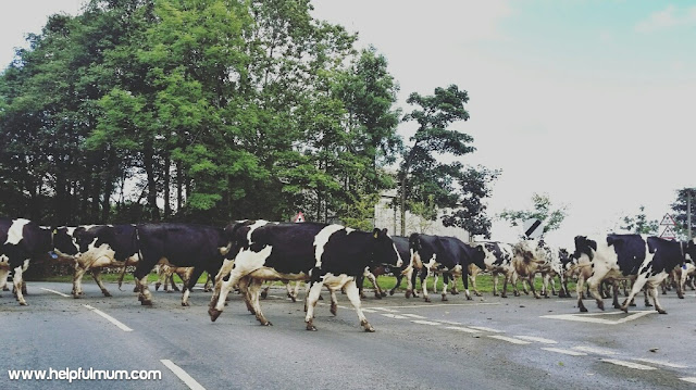 Cow traffic jam 