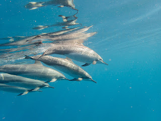 http://www.tropicallight.com/water/dolphins/04mar16dolphins/04mar16dolphins.html