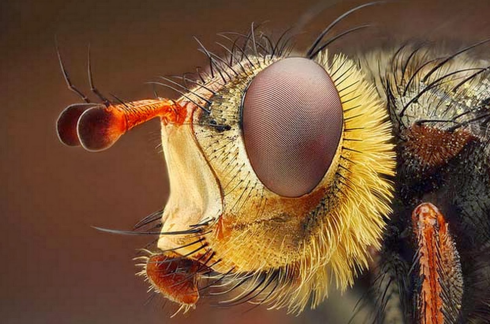 класс insecta насекомые. насекомые пчела. усы насекомых. макросъемка насекомых. жук веероус.