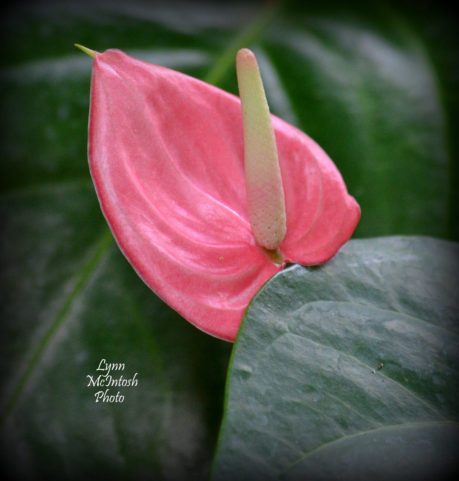 Anthurium