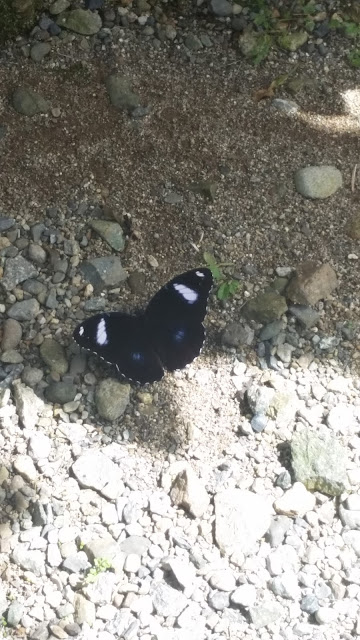 Attractive black butterfly on the ground