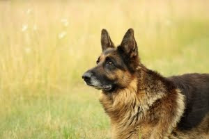 Gambar Anjing Herder | Dunia Binatang