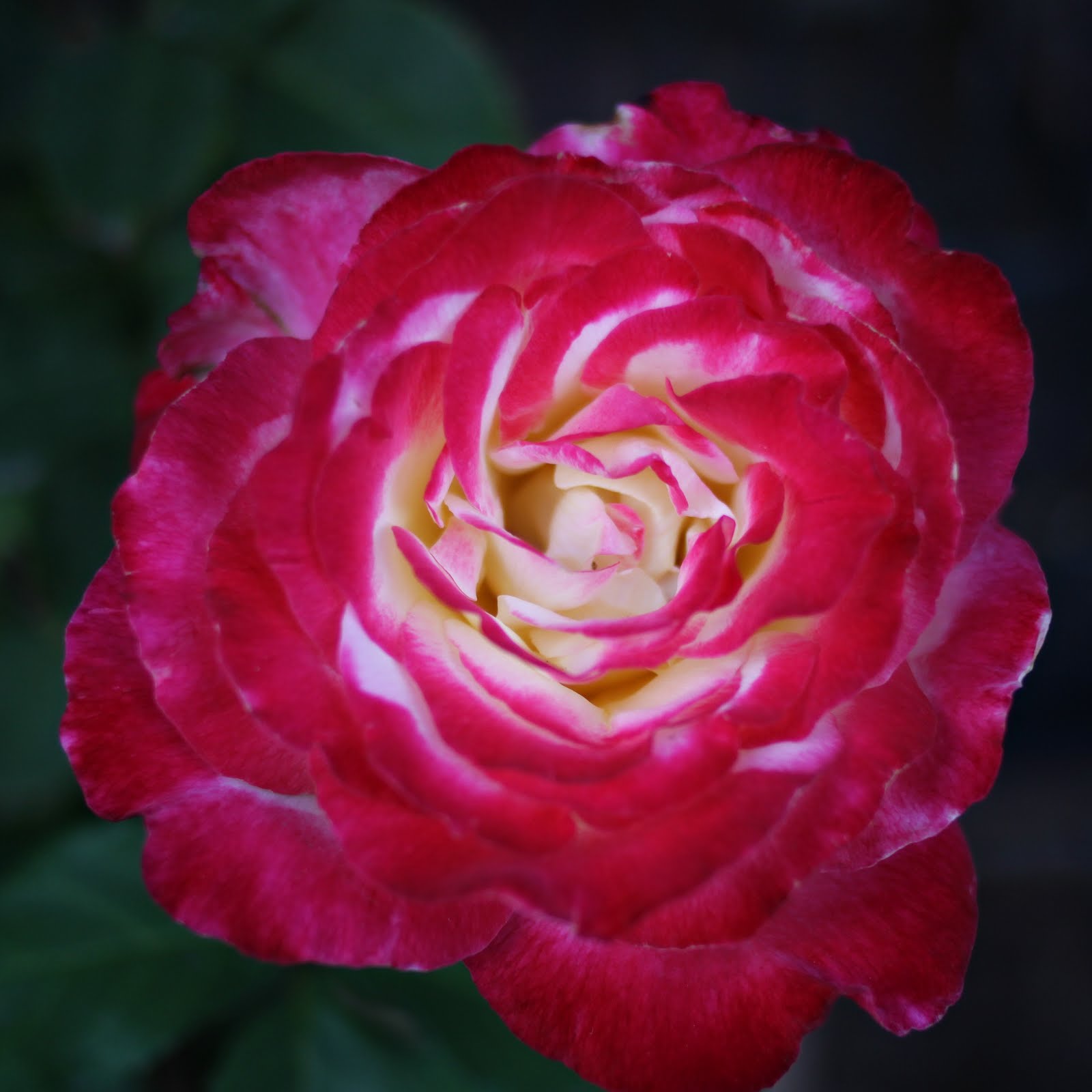 Karren's photography journal Fire and Ice Rose