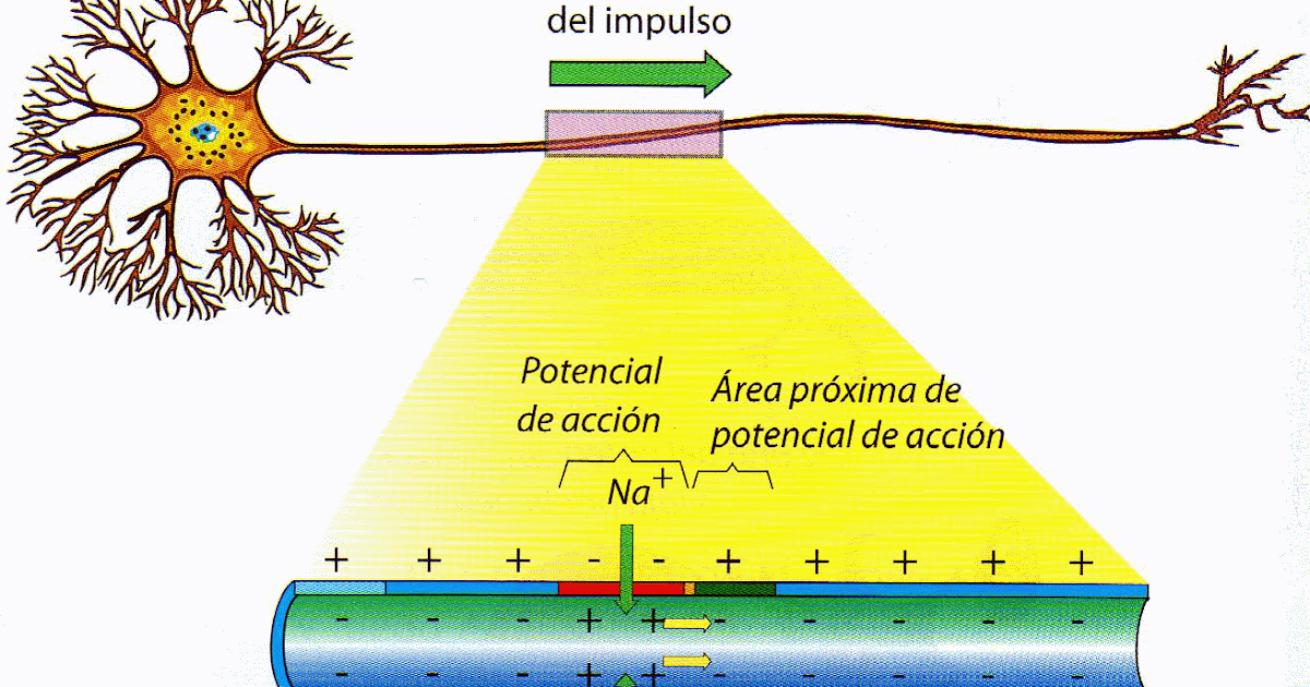 BIOLOGÍA FISIOLOGÍA NEURONAL BIOLOGÍA FISIOLOGÍA NEURONAL