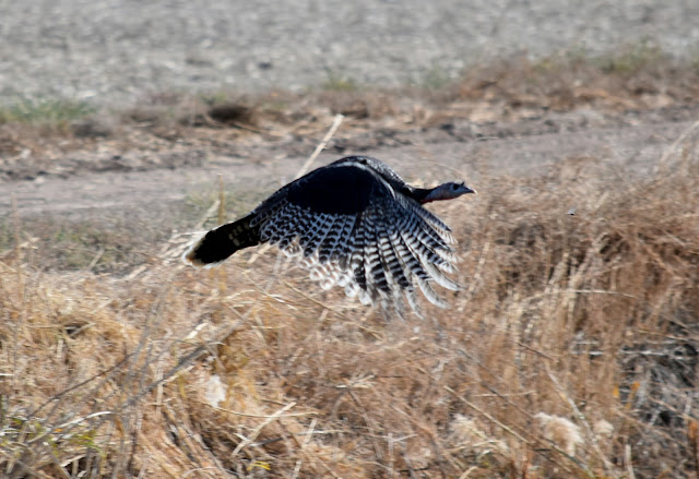 Wild Turkeys at Bosque del Apache National Wildlife Refuge