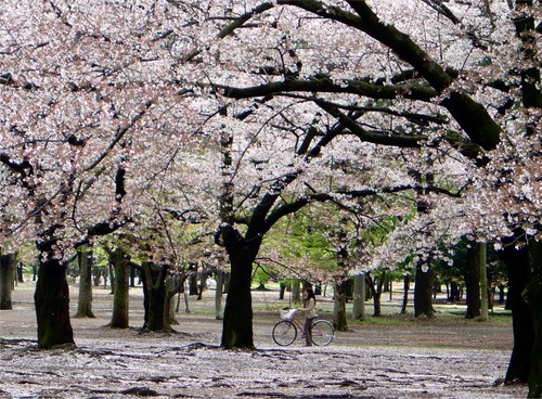 Paling Gokil 19+ Background Bunga Sakura Jepang