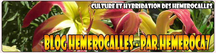 Blog hemerocalles (daylily) par hemeroca7