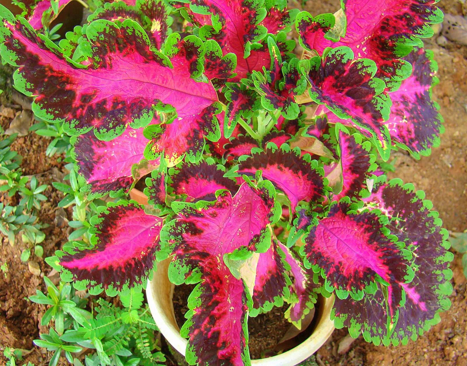DiscoverSriLanka SRI LANKA FOLIAGE PLANTS [ COLEUS ]