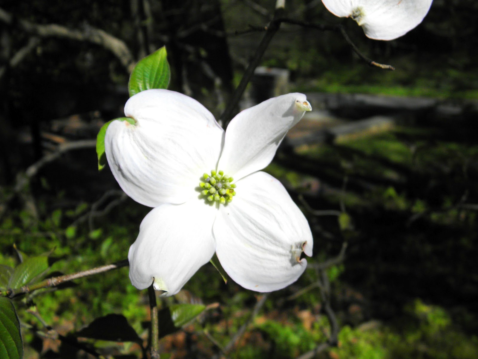 Blooming Dogwood Trees
