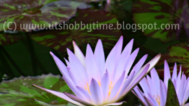 Lavender water lily photos