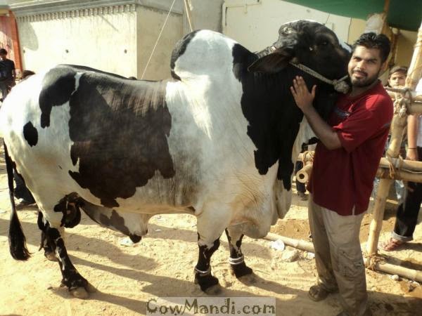Camel Qurbani,Cow Slaughter,Bakra Eid 2013,Eid-al-Azha 