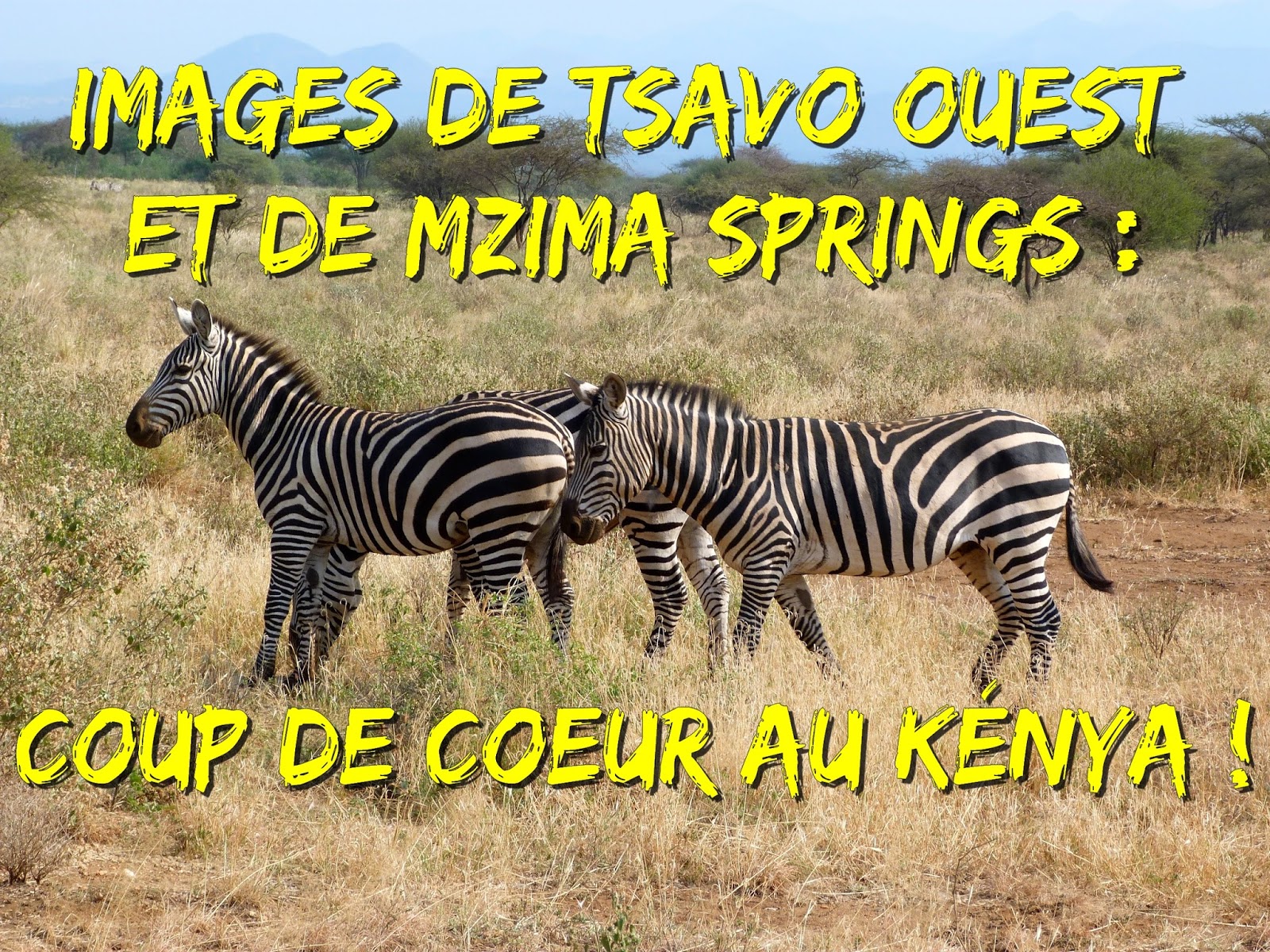 Tsavo Ouest et Mzima Springs