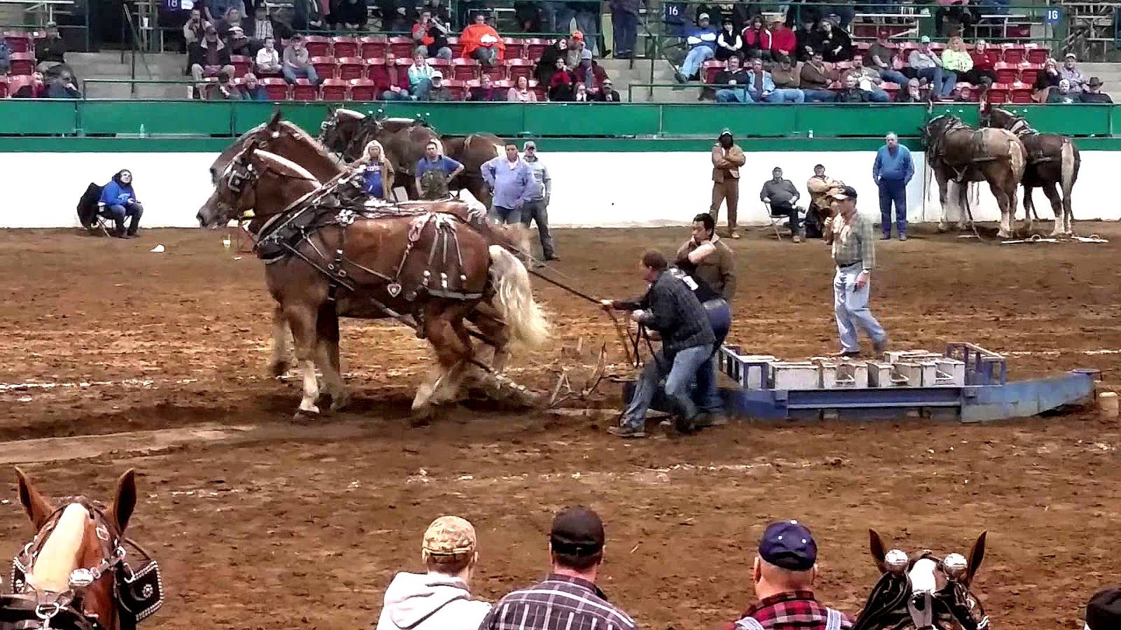 Horse Rescue North Carolina Horse Choices