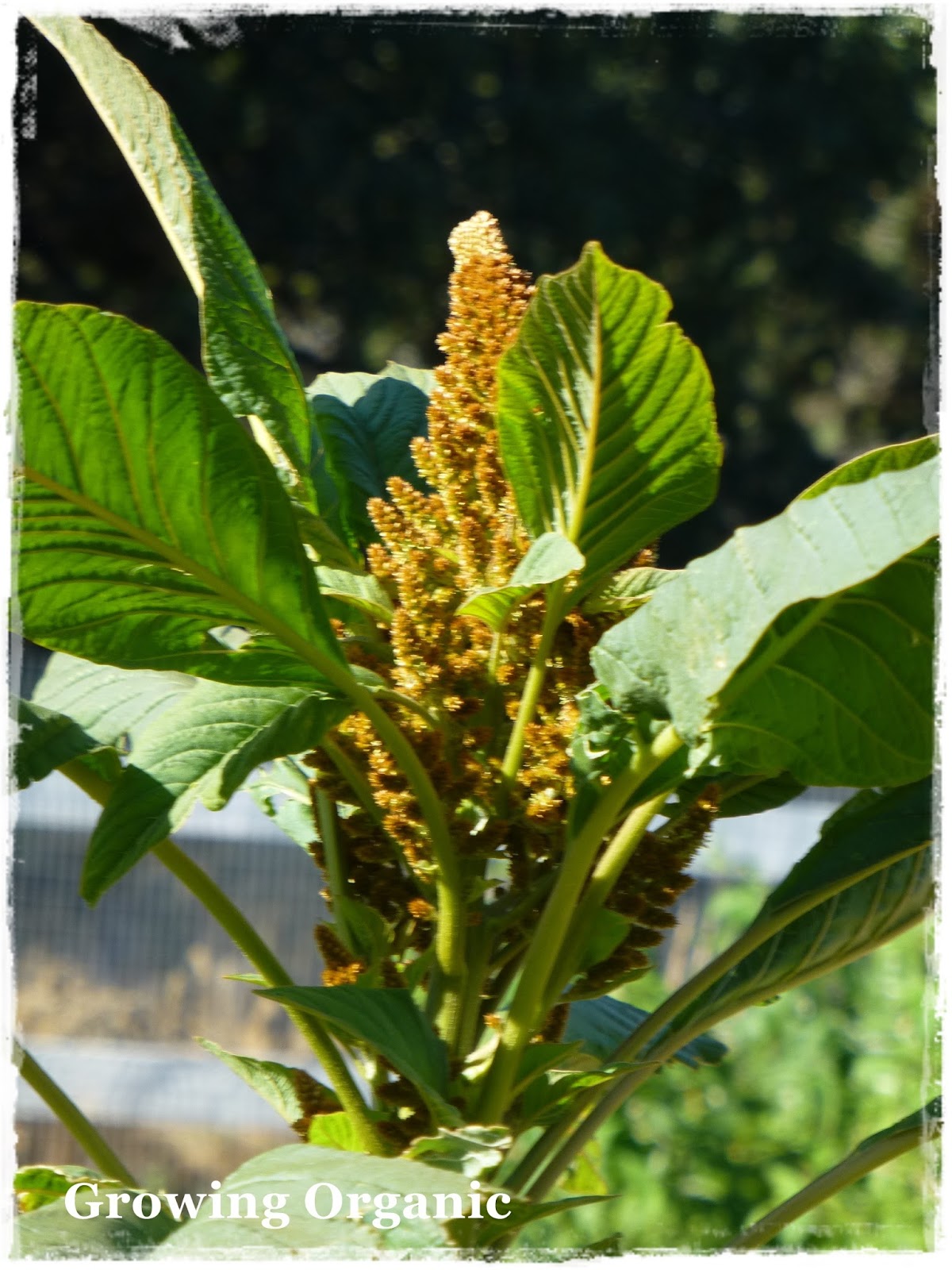 Growing Organic Amaranth
