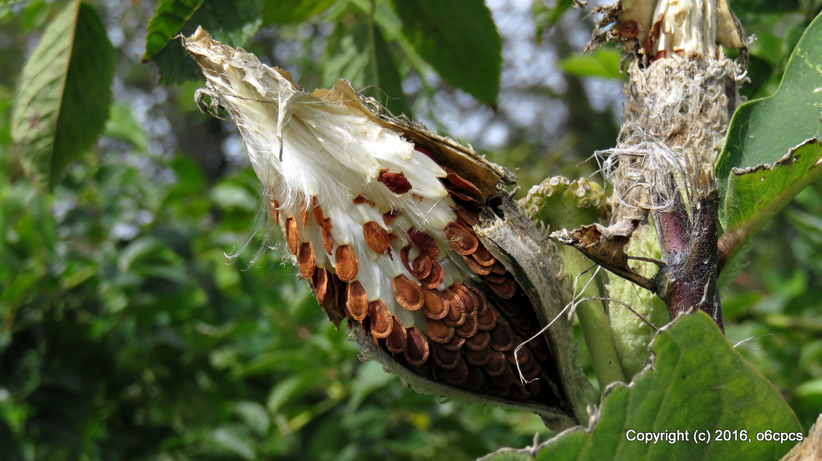 o6cpcs Milkweed, 9/5/16, Burning Tree Road Natick