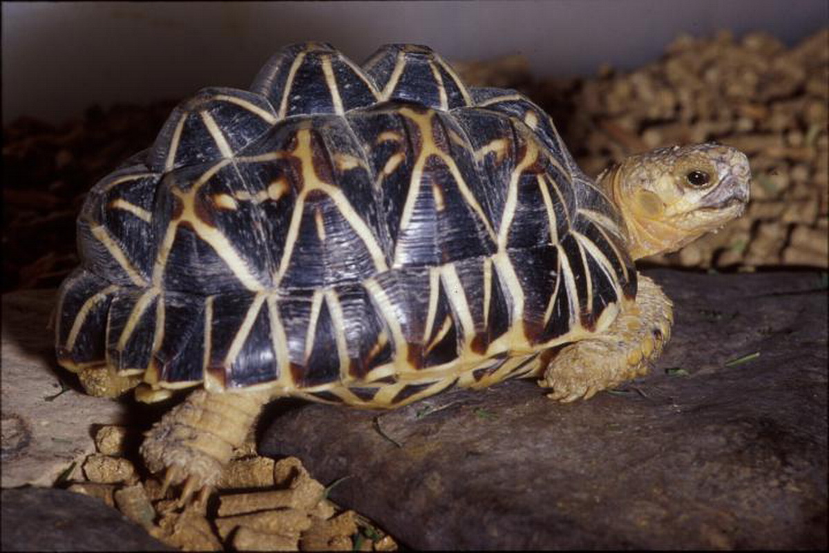 Черепахи москва сухопутная. Geochelone elegans. Среднеазиатская черепаха ареал. Породы сухопутных черепах. Черепаха домашняя.