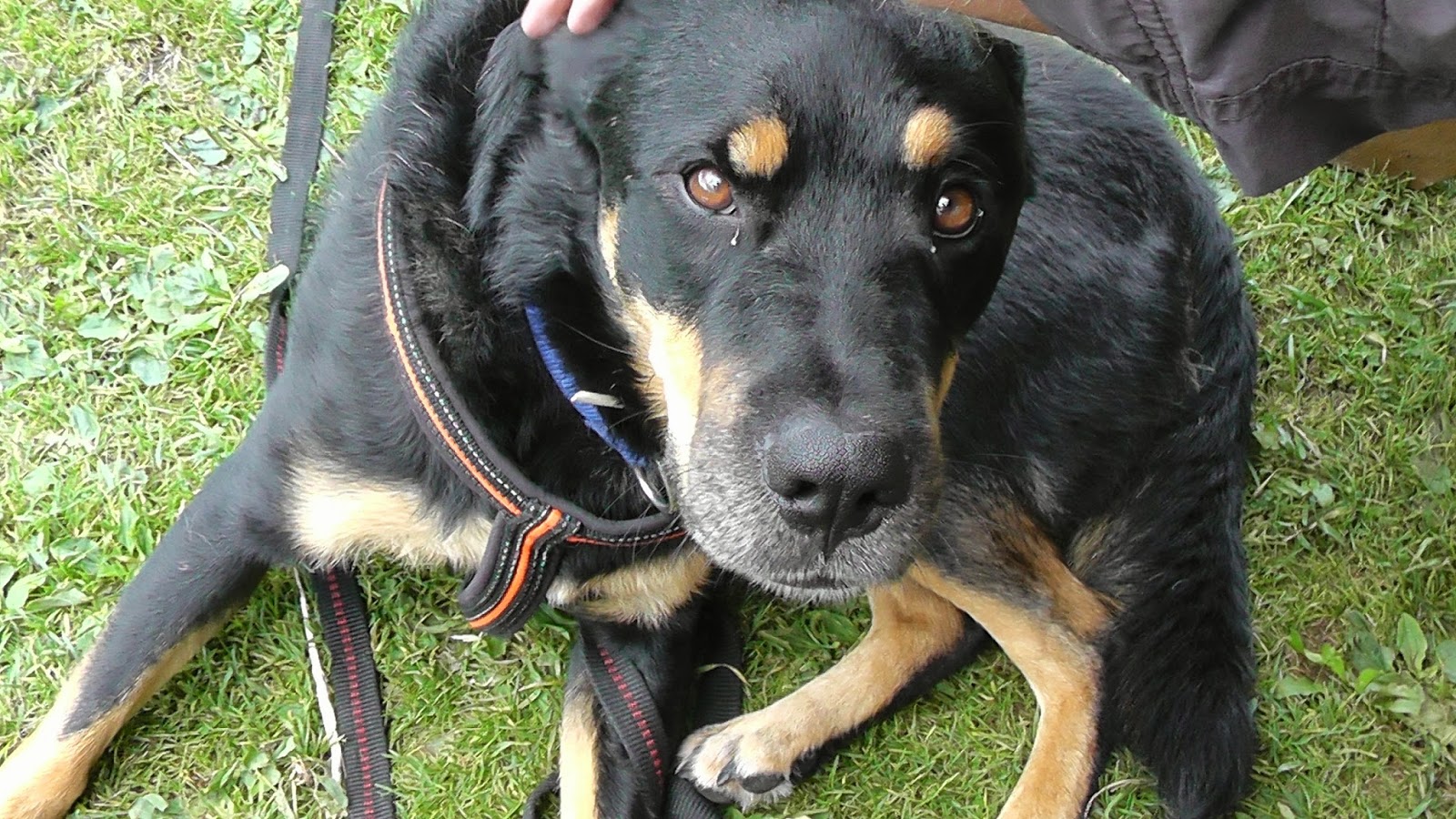 owalo design Hirntumor Bei Hunden