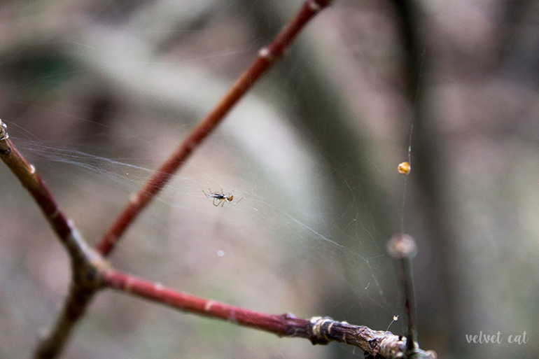 paseando bosque fotografía