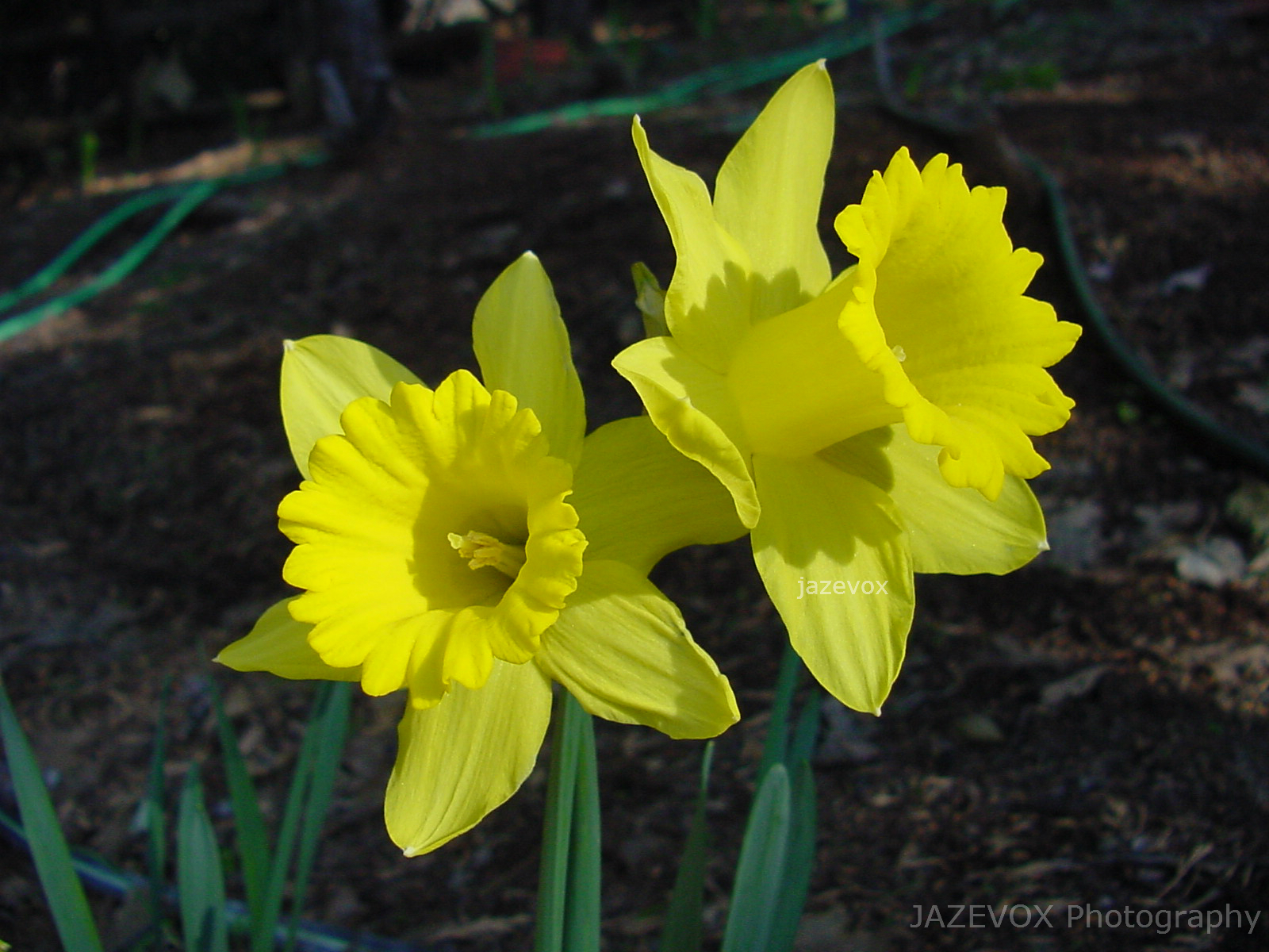Gardeners Land Yellow Daffodil Flowers In The Spring Time