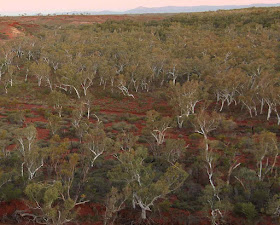 Floresta de eucaliptos na região de Pilbara, Austrália ocidental