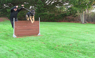 Dog jumping a wooden jump