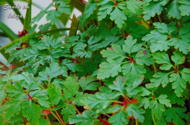 Benefícios da Erva de São Roberto para a saúde