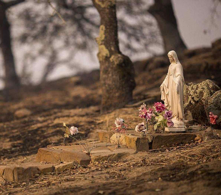 O fogo chamuscou a grama mas não as flores de Nossa Senhora das Graças perto de Napa, Califórnia