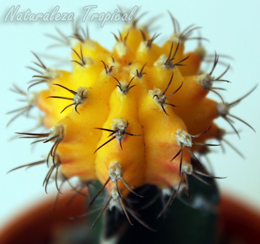 Variedad amarilla de un cactus del género Gymnocalycium