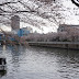 清澄白河・門前仲町の桜 #Sakura2014