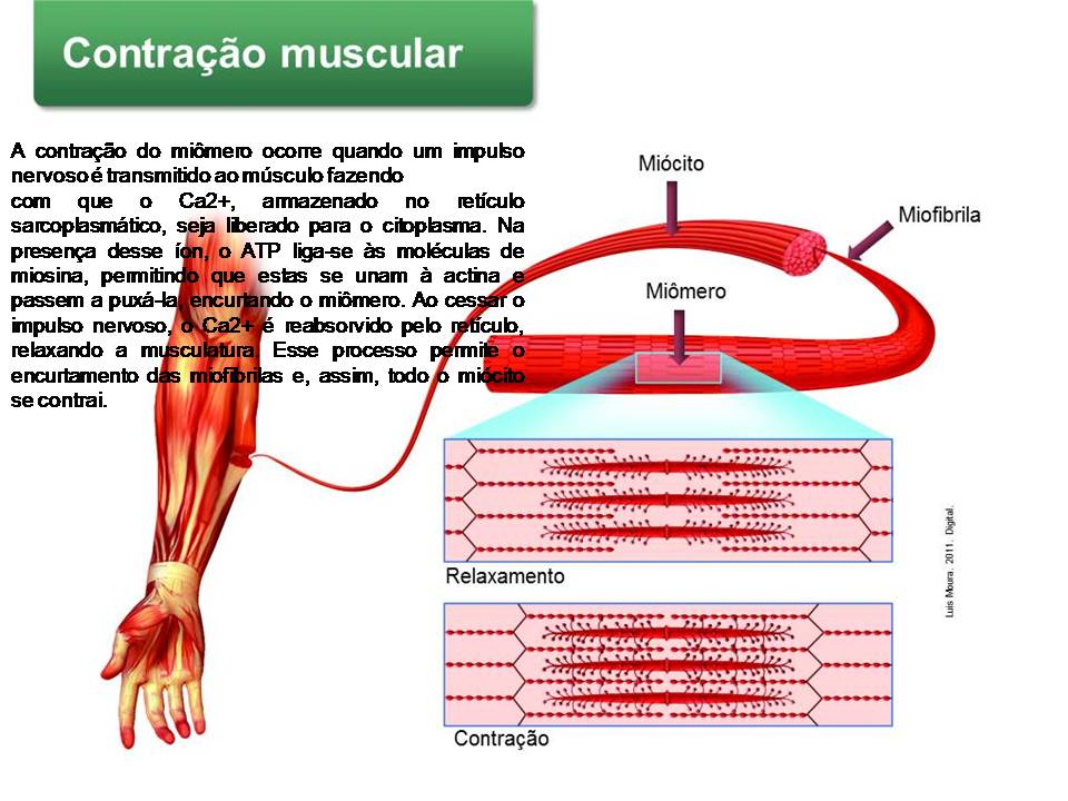 Professora Darlene Timm: Tecido muscular e nervoso