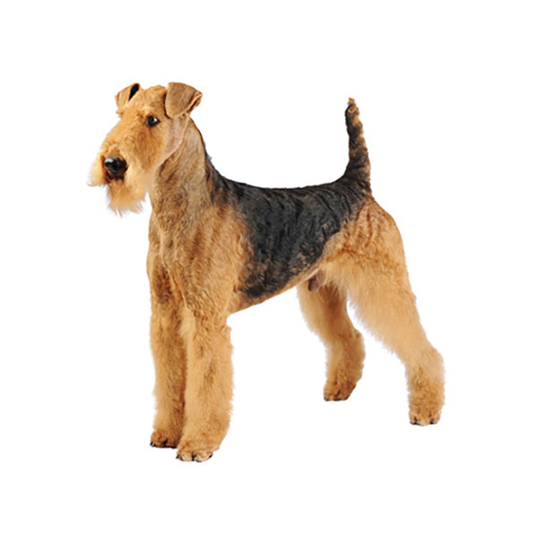 Everything about your Airedale Terrier - LUV My dogs
