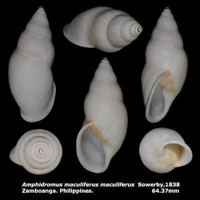 Amphidromus maculiferus maculiferus 64.37mm