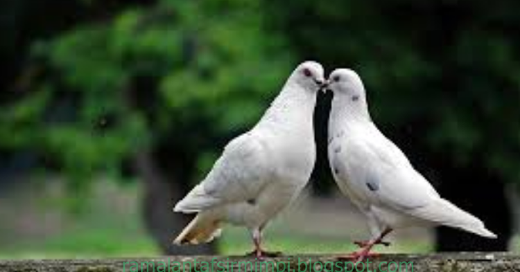 11 Arti Mimpi Lihat Burung Merpati Bercumbu Menurut Primbon Jawa Ramalan Tafsir Mimpi 11 Arti Mimpi Lihat Burung Merpati Bercumbu Menurut Primbon Jawa Ramalan Tafsir Mimpi