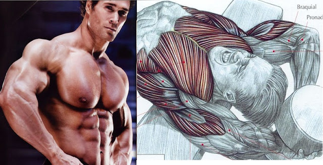 dumbbell pullover chest form dumbbell pullover chest form