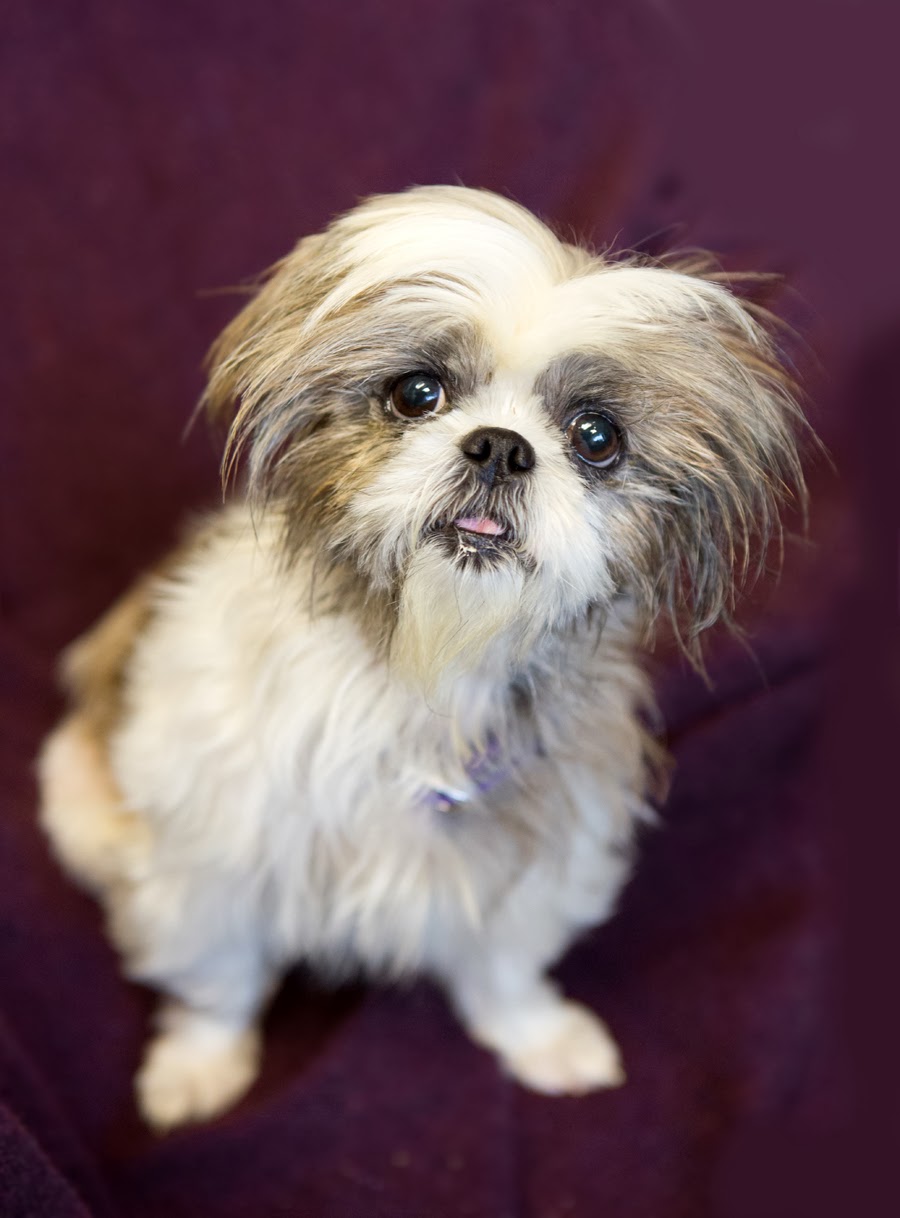 Shelter Dogs of Portland "KATE" quiet little Shih Tzu