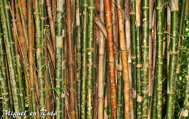Bamboo-Erawan-Thailand