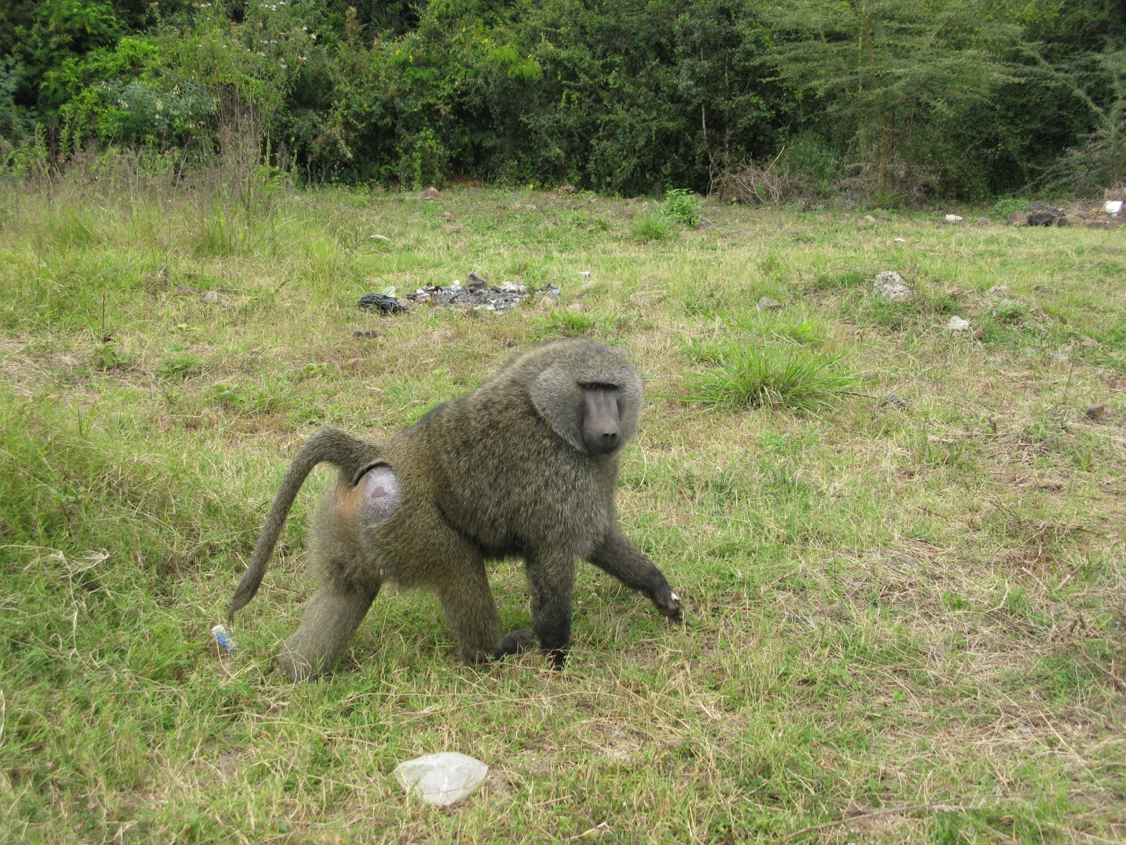 Baboons Our Mission in Kenya