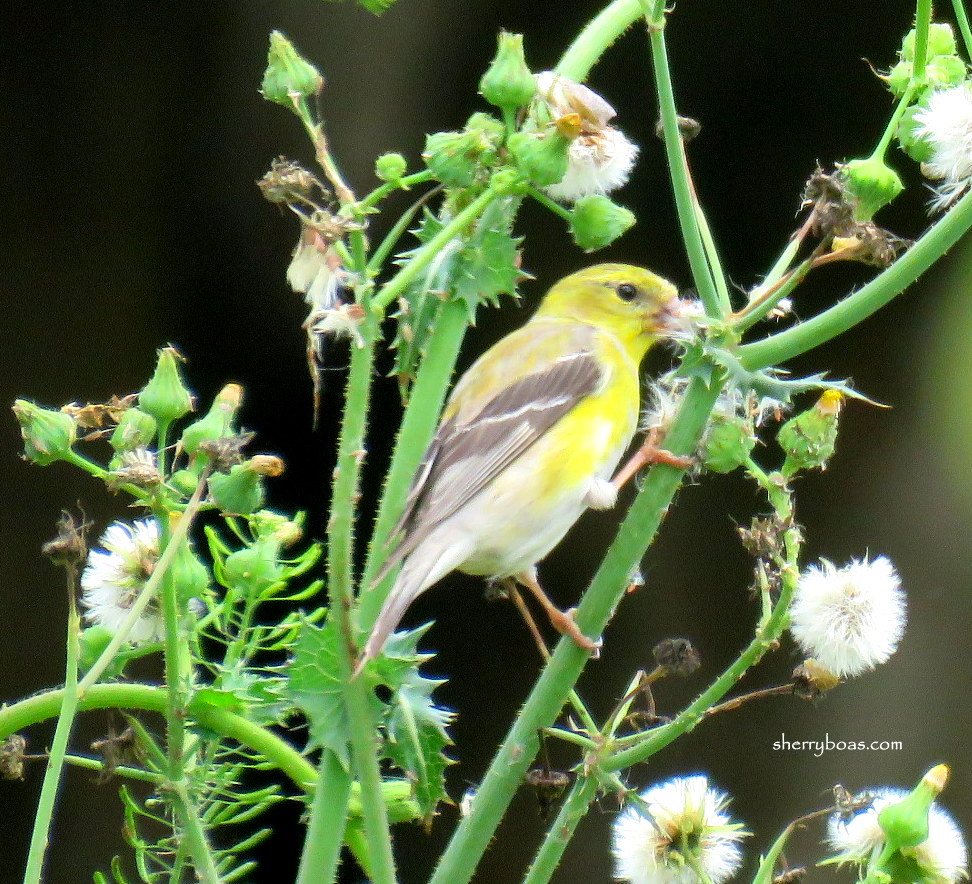 Simply Living Save weeds. Feed birds.