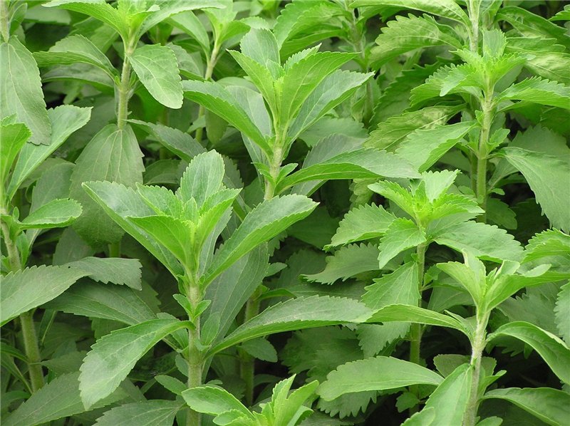 Multiplicar Stevia por esquejes