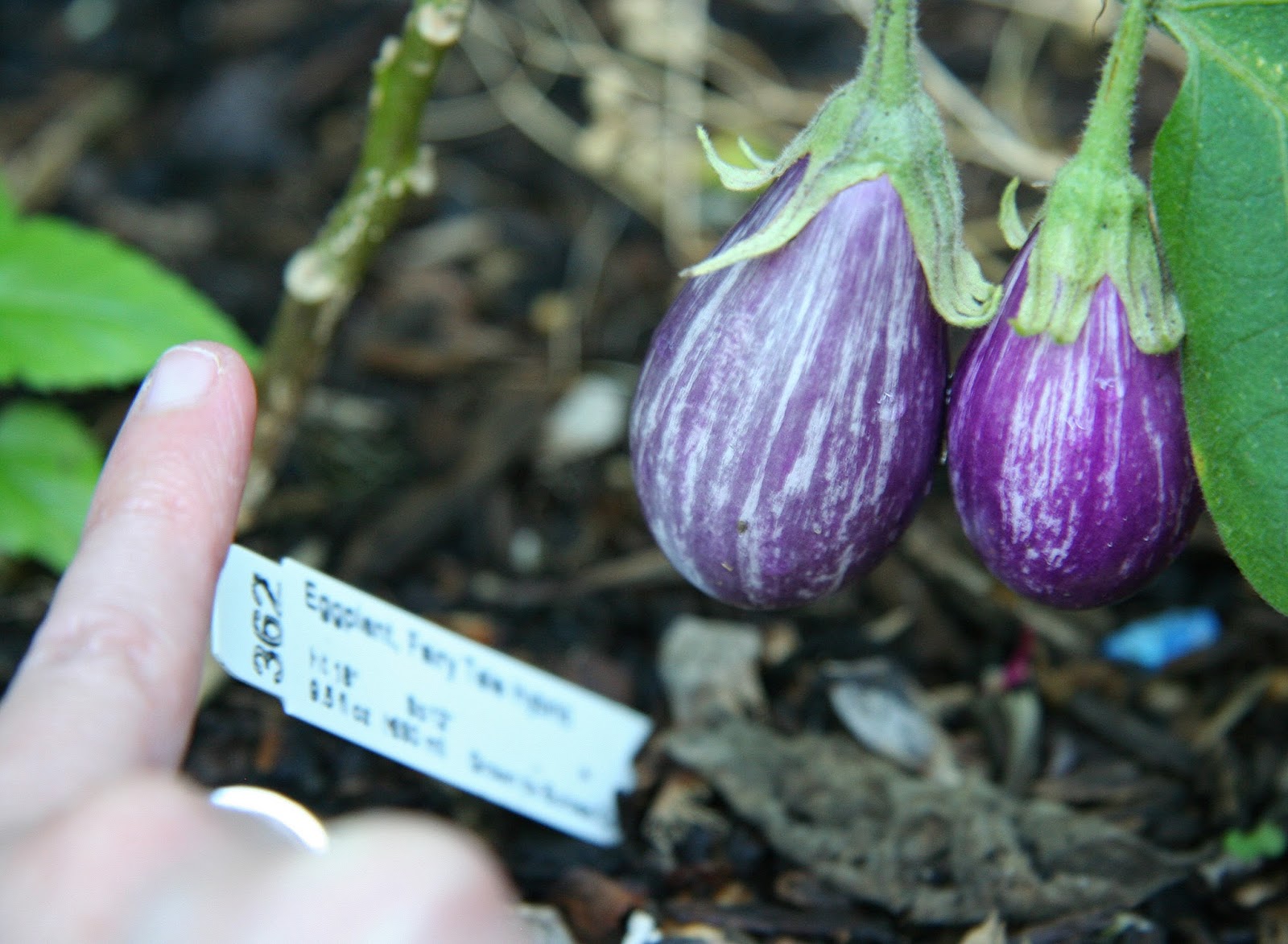 Daffodils & Daydreams Fairysized Eggplant