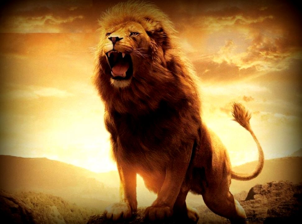 Angry Lion Wallpaper Hd Wallpapers Gallery